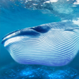 The Blue Whale APK